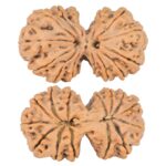 14 Mk Gaurishankar 38.4mm 8.58gm - Rudraksha