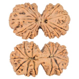 14 Mk Gaurishankar 38.4mm 8.58gm - Rudraksha