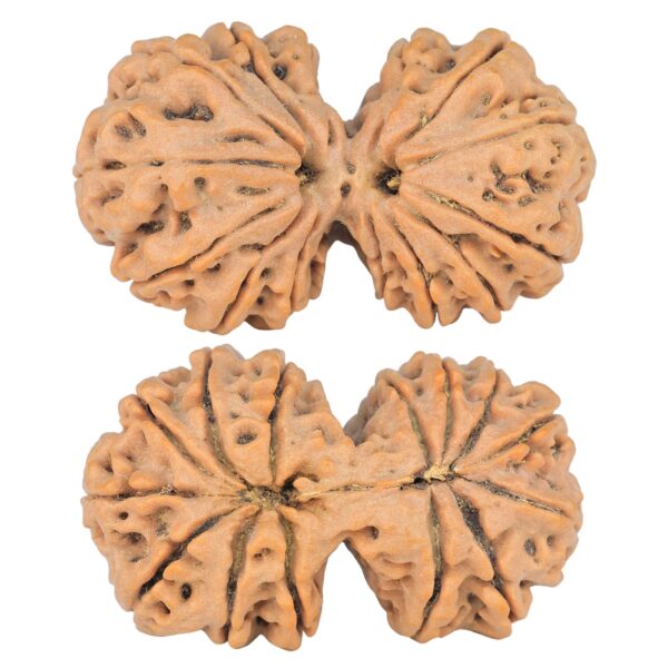 14 Mk Gaurishankar 38.4mm 8.58gm - Rudraksha