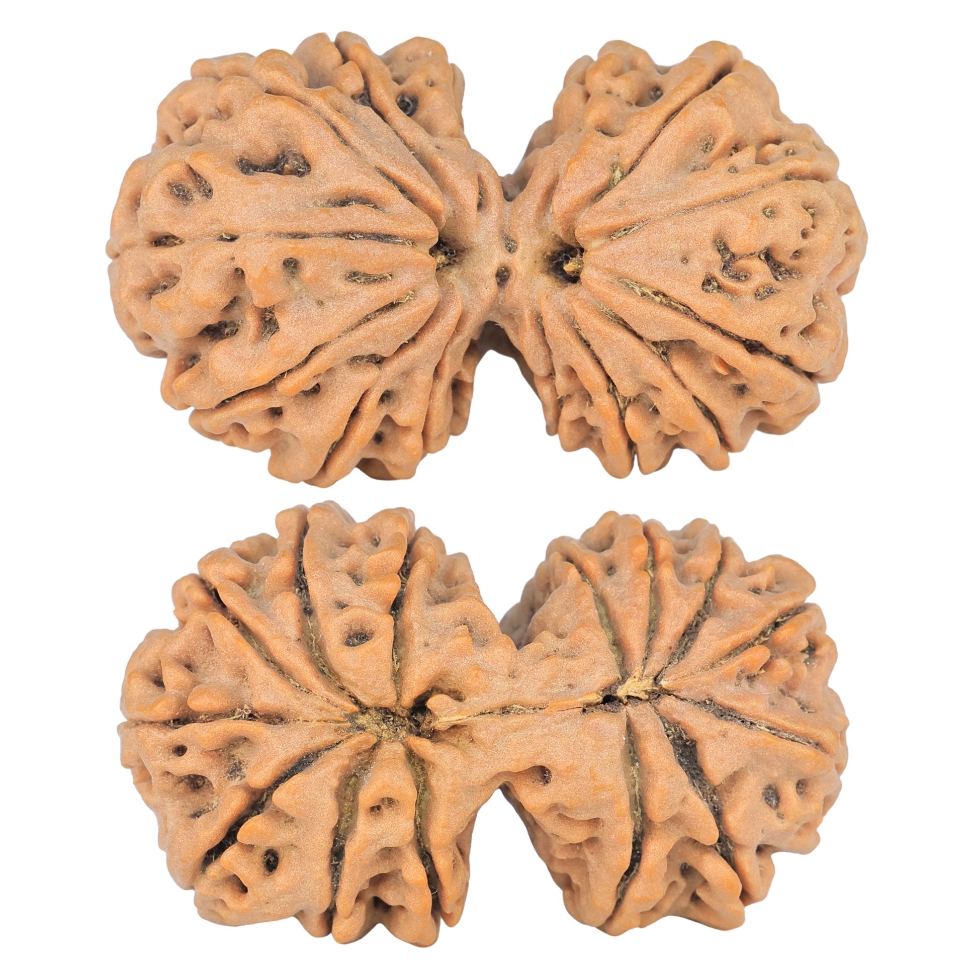 14 Mk Gaurishankar 38.4mm 8.58gm - Rudraksha