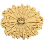 16 Mukhi Rudraksha 31.6mm 4.78gm - Rudraksha