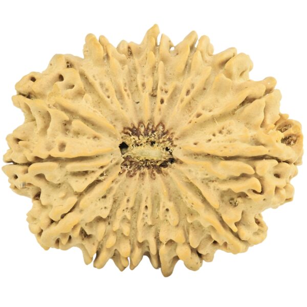 16 Mukhi Rudraksha 31.6mm 4.78gm - Rudraksha