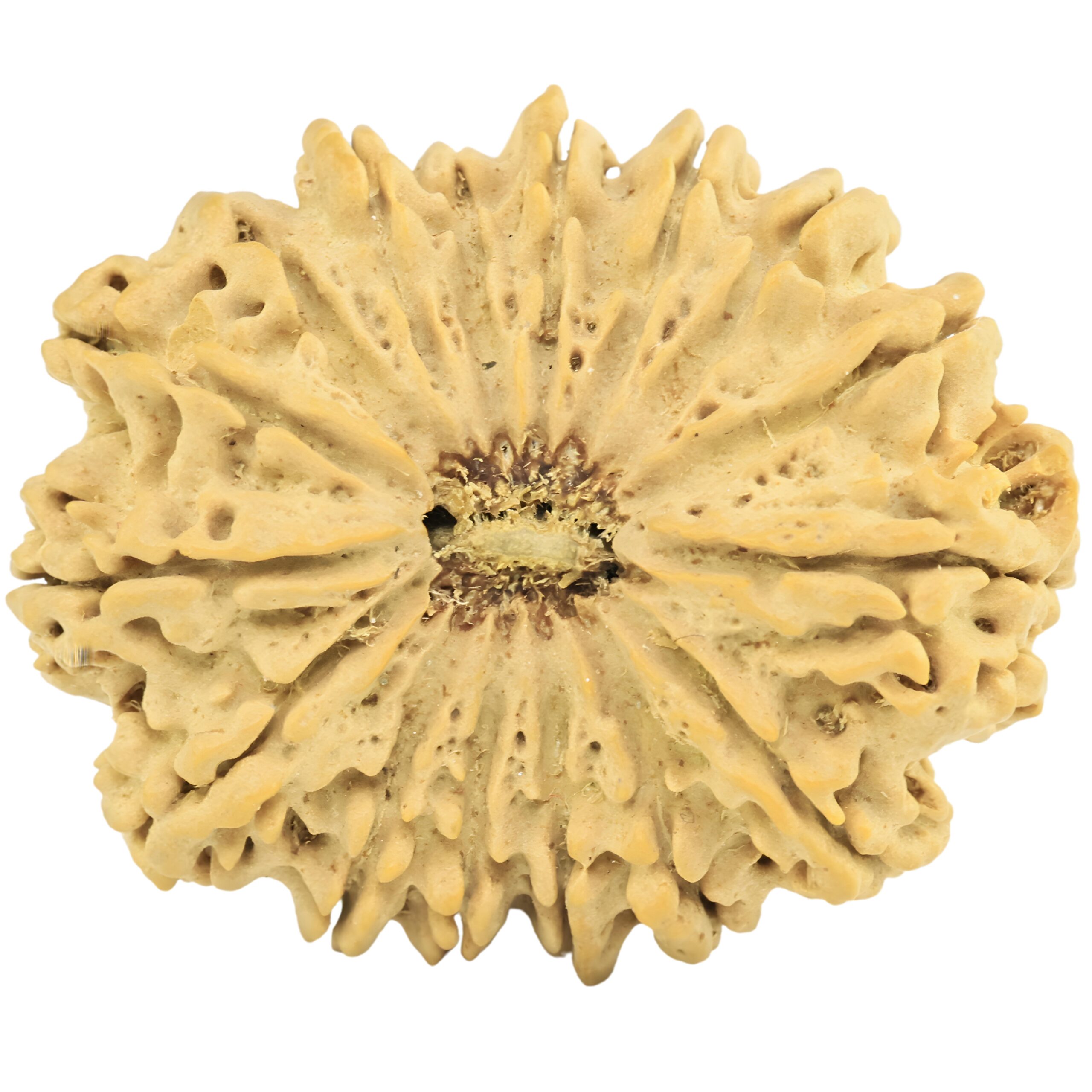 16 Mukhi Rudraksha 31.6mm 4.78gm - Rudraksha