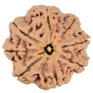 8 Mukhi Rudraksha 29.4mm 7.67gm - Rudraksha