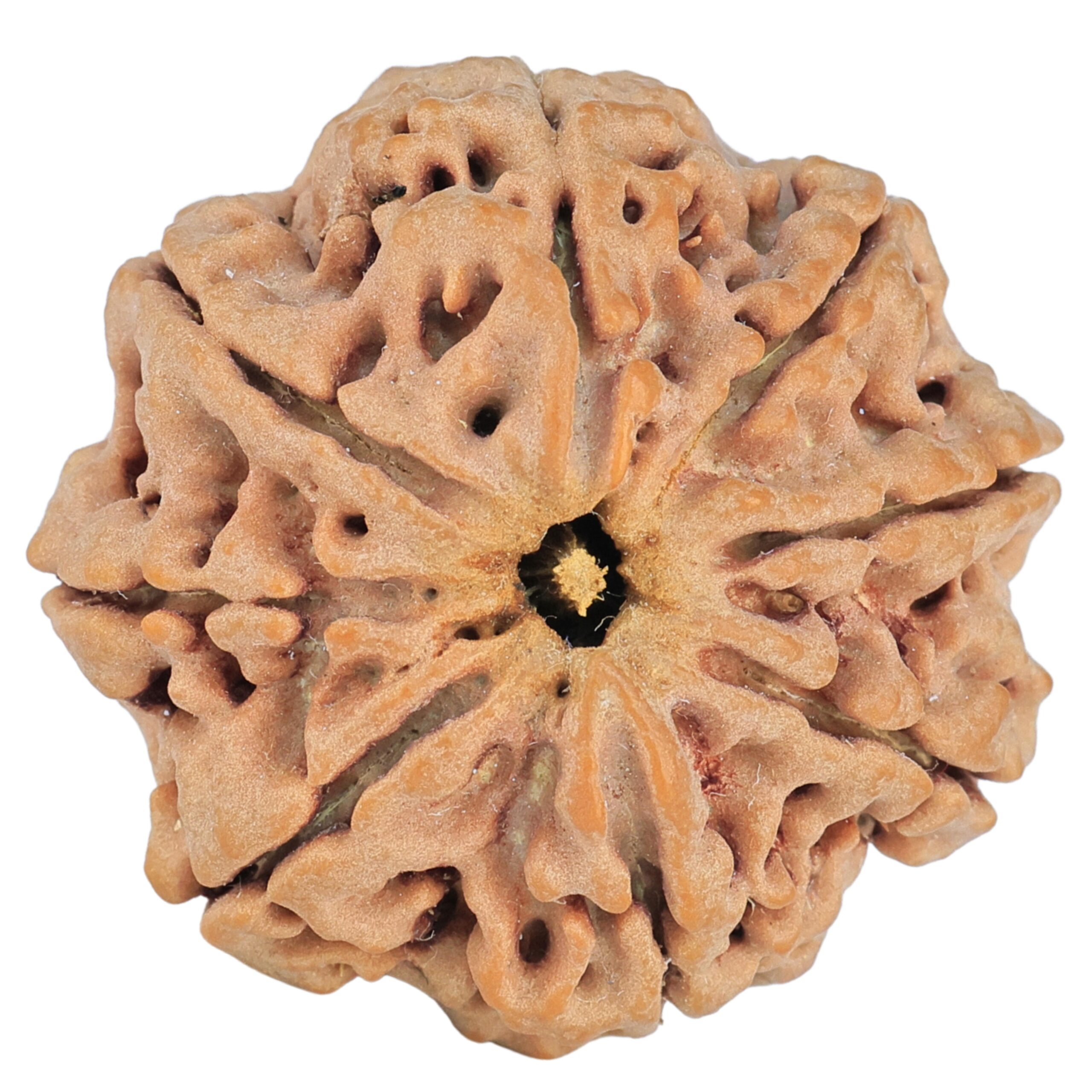 8 Mukhi Rudraksha 29.4mm 7.67gm - Rudraksha