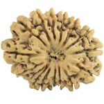 16 Mukhi Rudraksha 31.2mm 4.79gm - Rudraksha