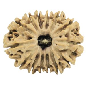 14 Mukhi Rudraksha 30.2mm 5gm - Rudraksha