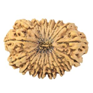 16 Mukhi Rudraksha 37.6mm 7.52gm - Rudraksha