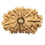 17 Mukhi Rudraksha 27.3mm 3.15gm - Origin: Nepal - Rudraksha