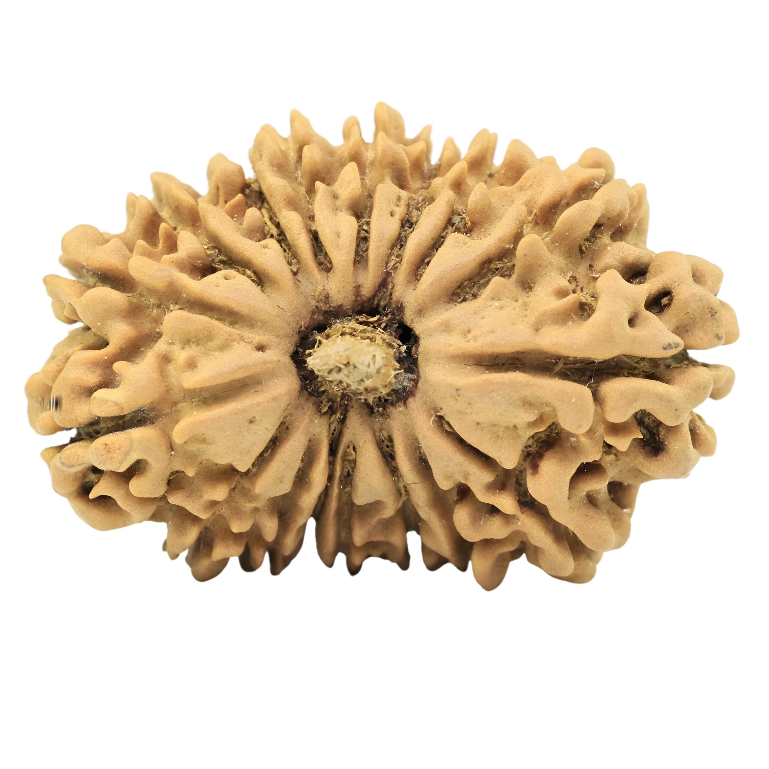 17 Mukhi Rudraksha 27.3mm 3.15gm - Origin: Nepal - Rudraksha
