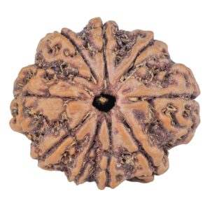 9 Mukhi Rudraksha 25.6mm 4.78gm - Rudraksha