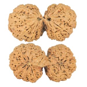 14 Mk Gaurishankar 42.9mm 8.84gm - Rudraksha