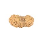 22 Mukhi Rudraksha 22mm 1.61gm - Rudraksha