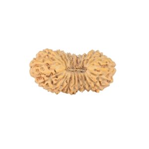 22 Mukhi Rudraksha 22mm 1.61gm - Rudraksha