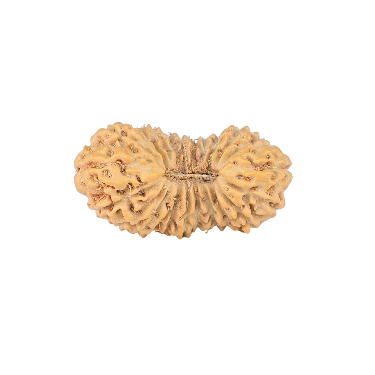 22 Mukhi Rudraksha 22mm 1.61gm - Rudraksha