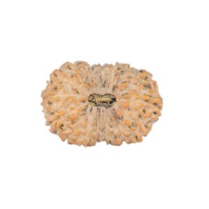 16 Mukhi Rudraksha 26.6mm 3.62gm - Rudraksha