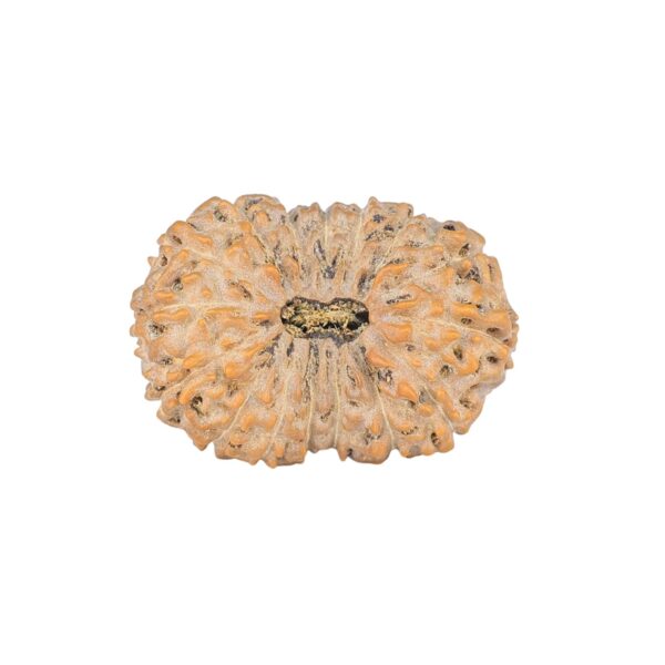 16 Mukhi Rudraksha 26.6mm 3.62gm - Rudraksha