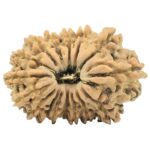 16 Mukhi Rudraksha 27.8mm 3.66gm - Rudraksha
