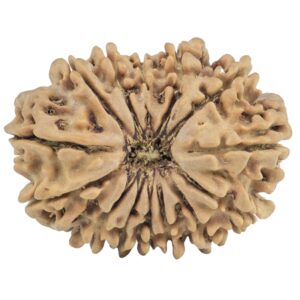 14 Mukhi Rudraksha 26.1mm 3.53gm - Rudraksha