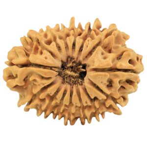 15 Mukhi Rudraksha 25.4mm 3gm - Rudraksha