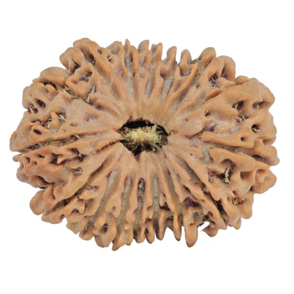 16 Mukhi Rudraksha 30.3mm 5.78gm - Rudraksha