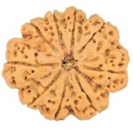 9 Mukhi Rudraksha 28.2mm 5.39gm - Rudraksha