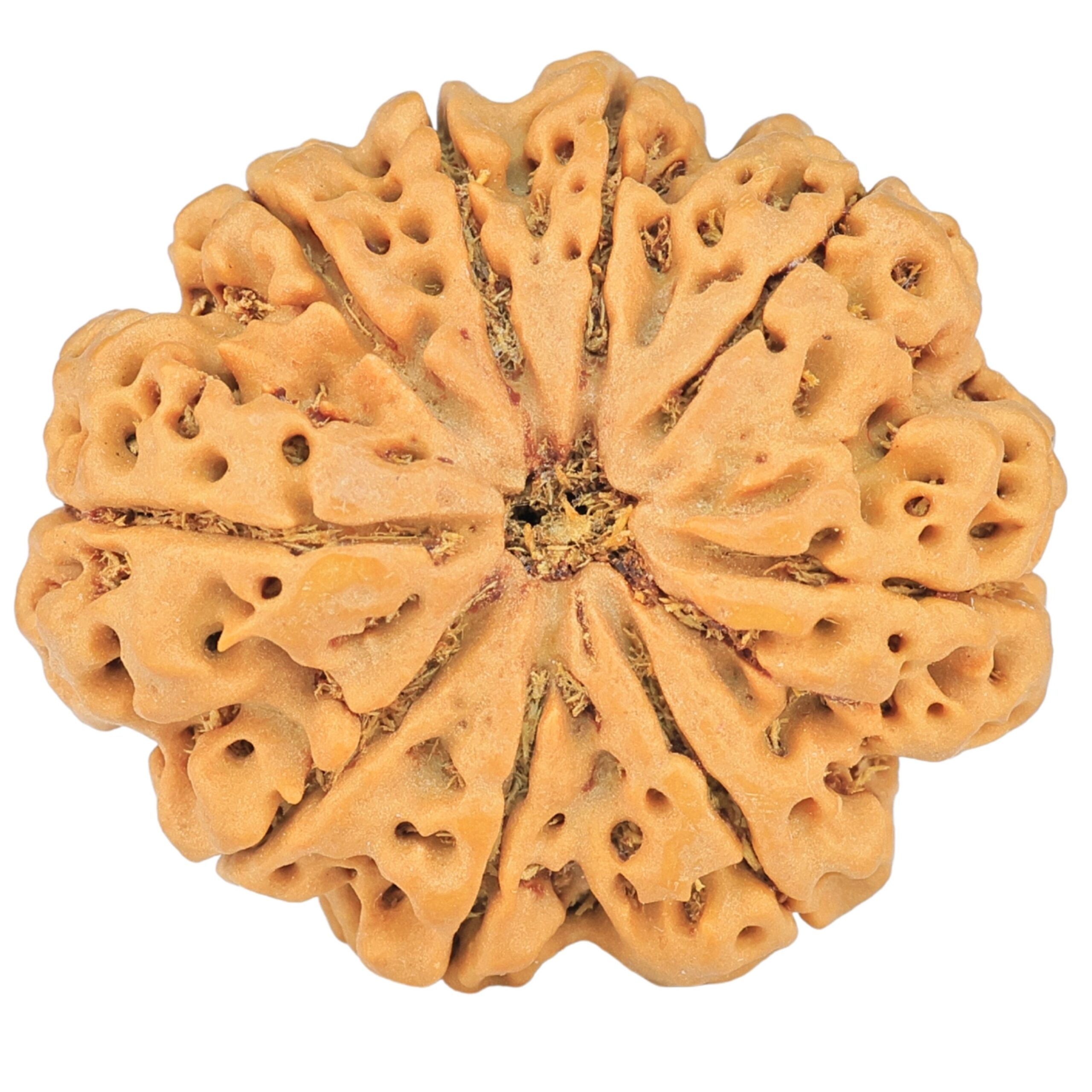 9 Mukhi Rudraksha 28.2mm 5.39gm - Rudraksha