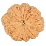 8 Mukhi Rudraksha 32.5mm 8.29gm - Rudraksha