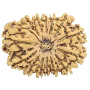 14 Mukhi Rudraksha 28.2mm 4gm - Rudraksha