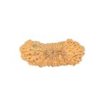 31 Mukhi Rudraksha 24.8mm 1.49gm - Rudraksha