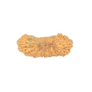 31 Mukhi Rudraksha 24.8mm 1.49gm - Rudraksha