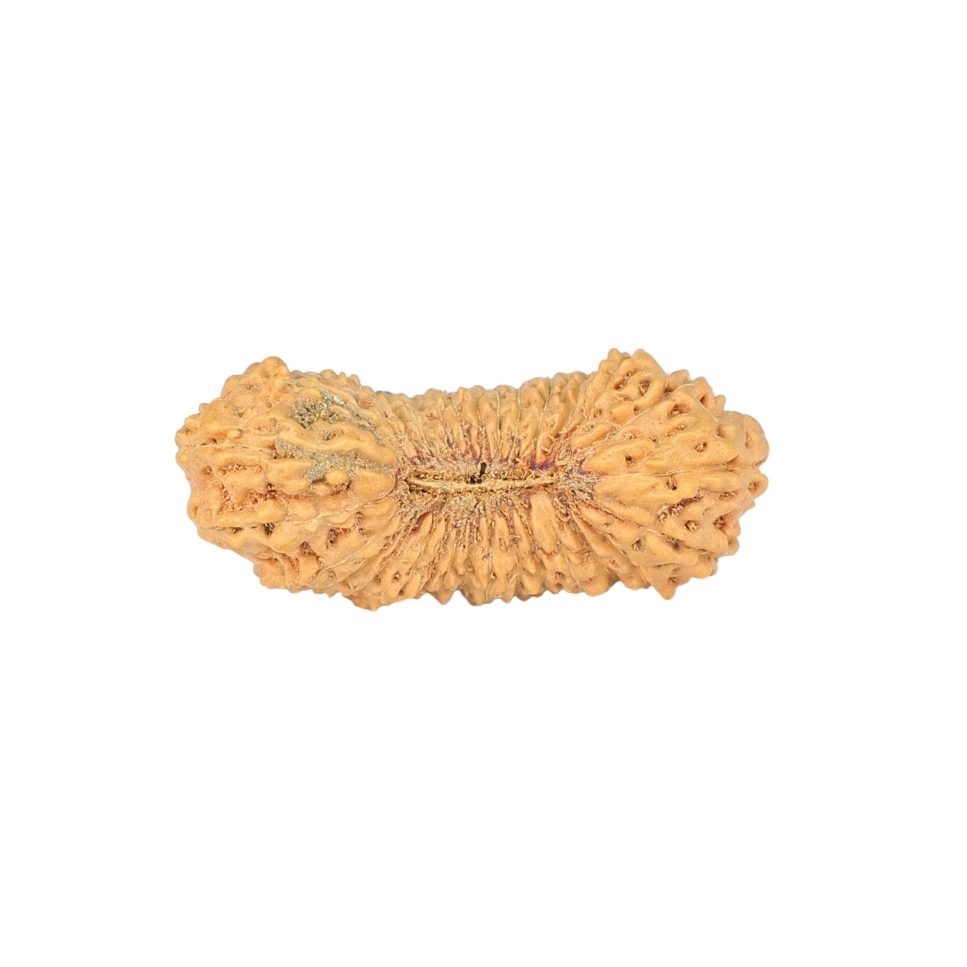 31 Mukhi Rudraksha 24.8mm 1.49gm - Rudraksha