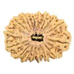 17 Mukhi Rudraksha 35.7mm 7.48gm - Rudraksha