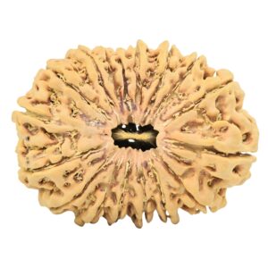 17 Mukhi Rudraksha 35.7mm 7.48gm - Rudraksha