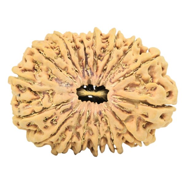 17 Mukhi Rudraksha 35.7mm 7.48gm - Rudraksha