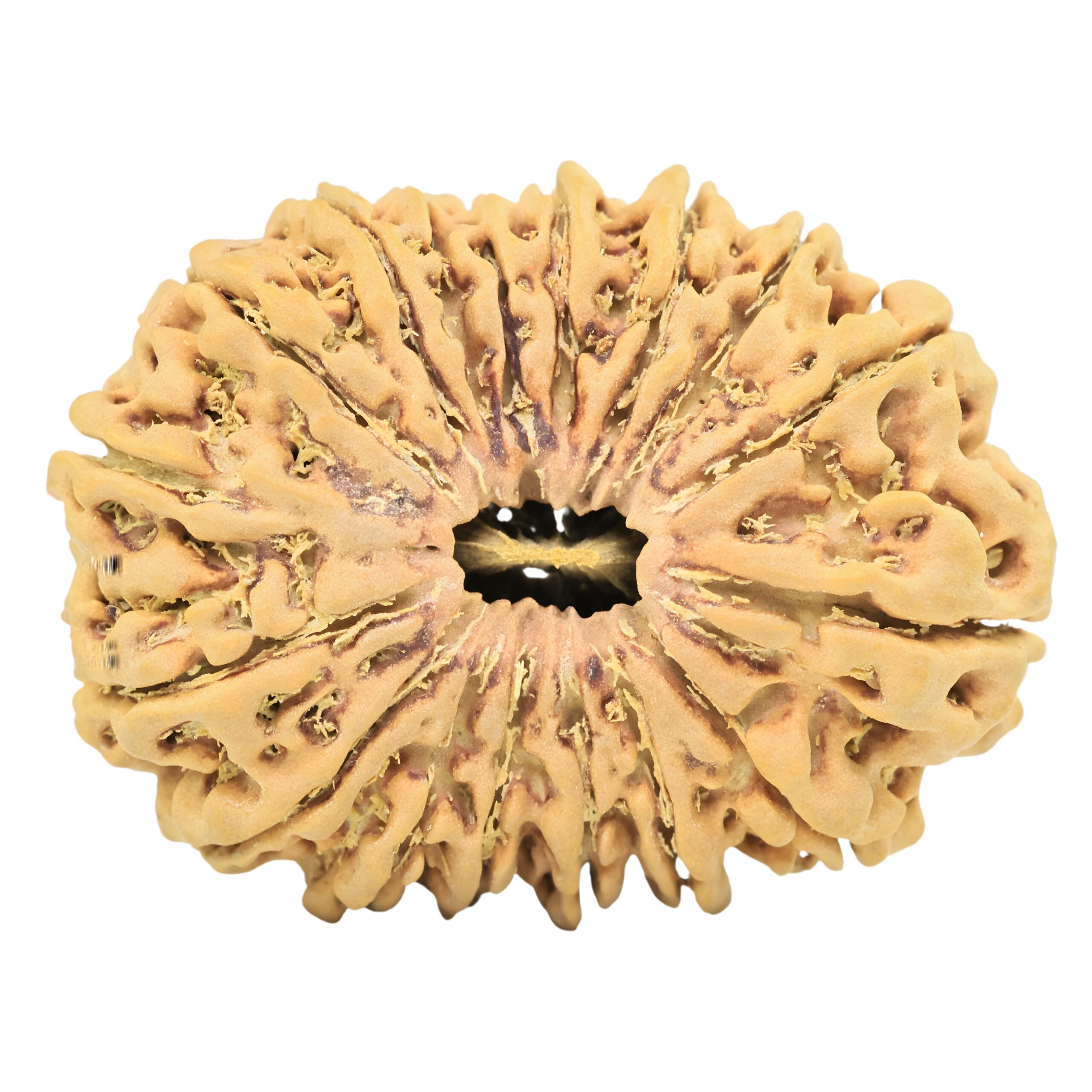 17 Mukhi Rudraksha 35.7mm 7.48gm - Rudraksha