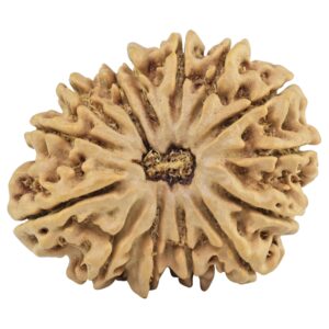 14 Mukhi Rudraksha 29.4mm 4.91gm - Rudraksha