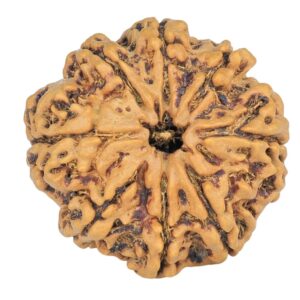 8 Mukhi Rudraksha 25.1mm 4.22gm - Rudraksha