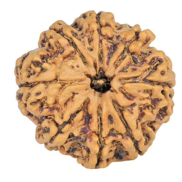 8 Mukhi Rudraksha 25.1mm 4.22gm - Rudraksha