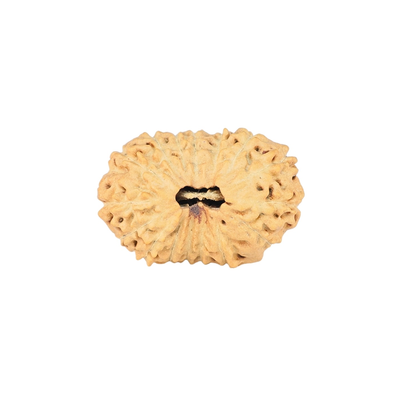 16 Mukhi Ganesh 22.8mm 2gm - Rudraksha