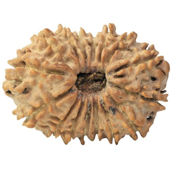 16 Mukhi Rudraksha 27.1mm 3.72gm - Rudraksha