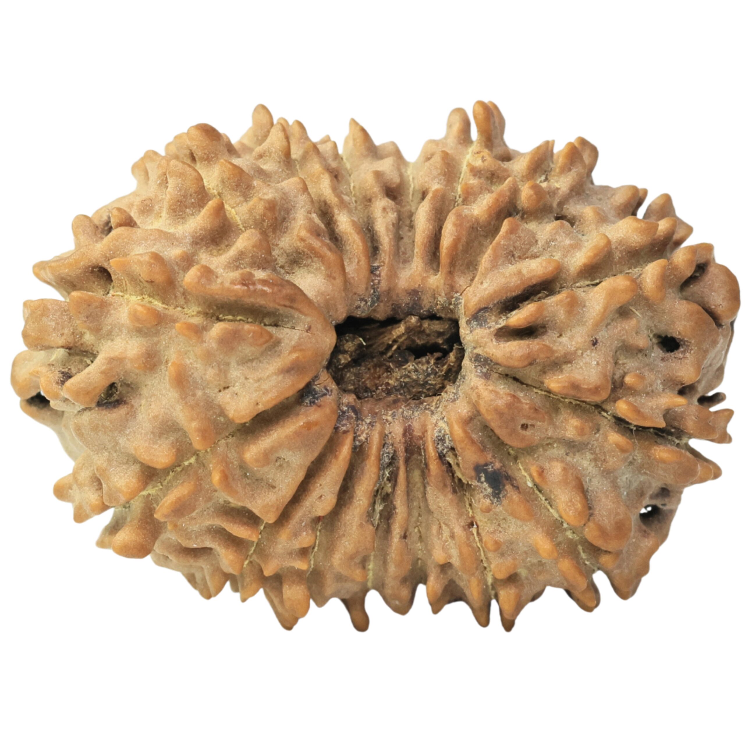 16 Mukhi Rudraksha 27.1mm 3.72gm - Rudraksha