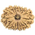 16 Mukhi Rudraksha 28.6mm 3.61gm - Rudraksha