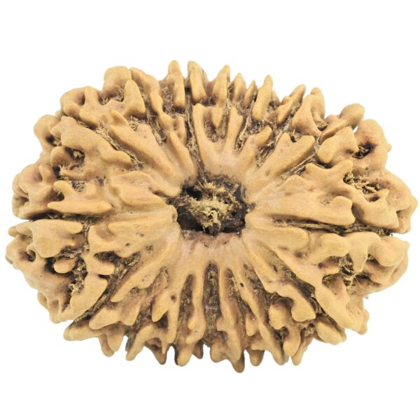 16 Mukhi Rudraksha 28.6mm 3.61gm - Rudraksha