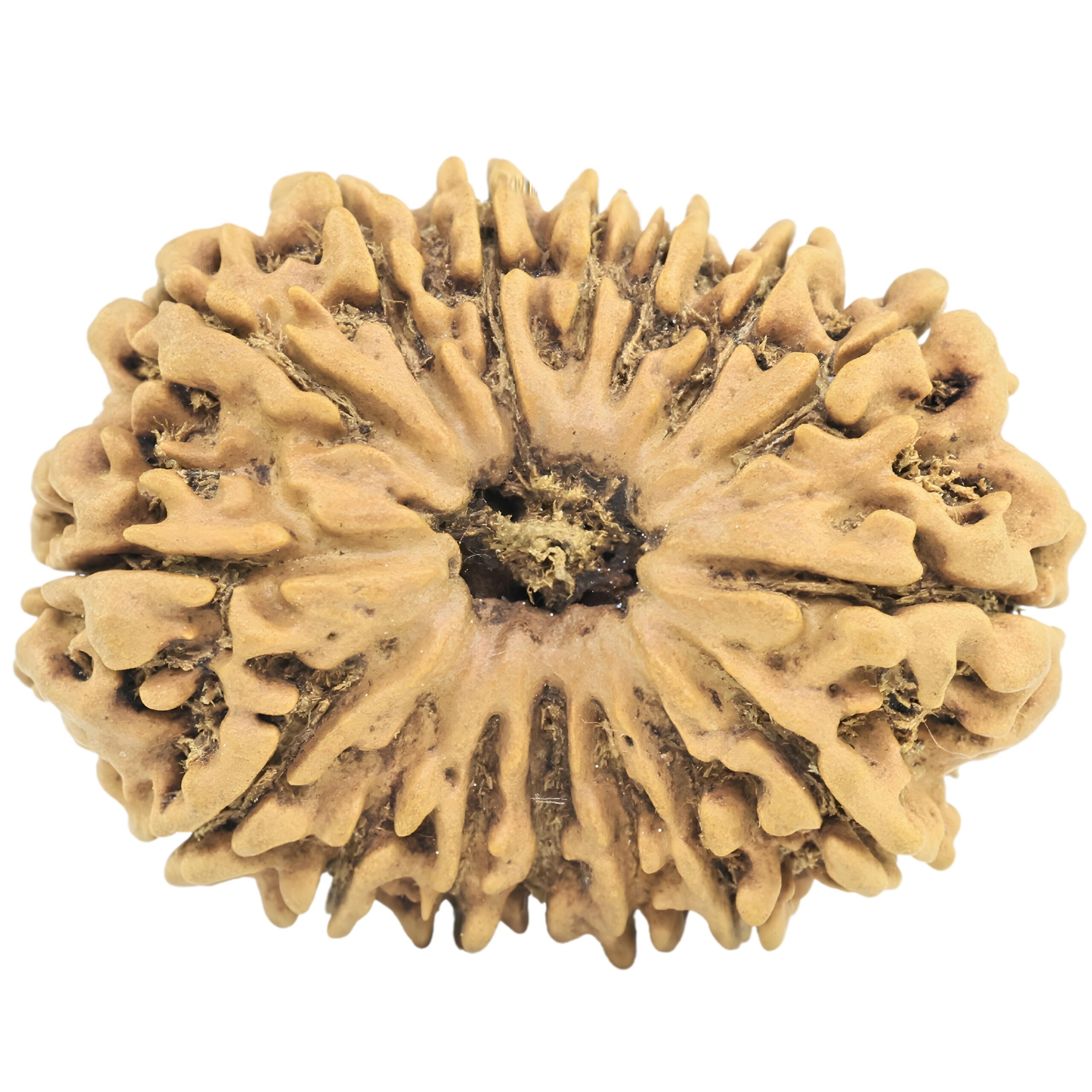 16 Mukhi Rudraksha 28.6mm 3.61gm - Rudraksha