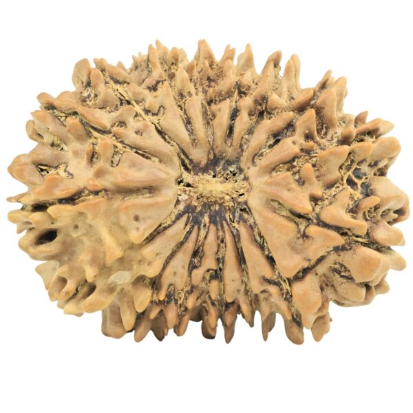 16 Mukhi Rudraksha 32.7mm 5.9gm - Rudraksha