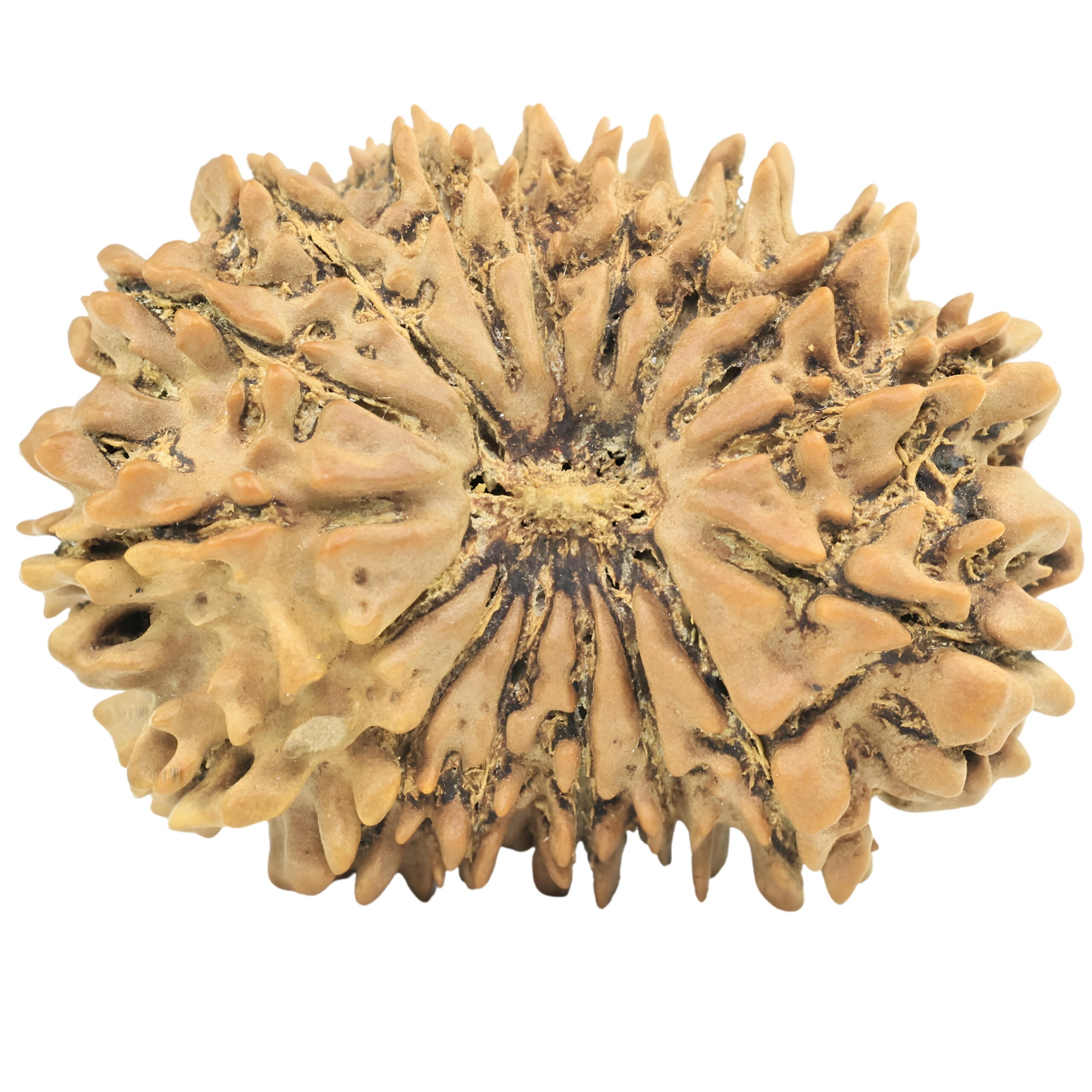 16 Mukhi Rudraksha 32.7mm 5.9gm - Rudraksha