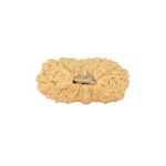 22 Mukhi Rudraksha 21.9mm 1.42gm - Rudraksha