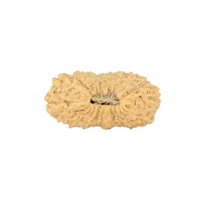 22 Mukhi Rudraksha 21.9mm 1.42gm - Rudraksha