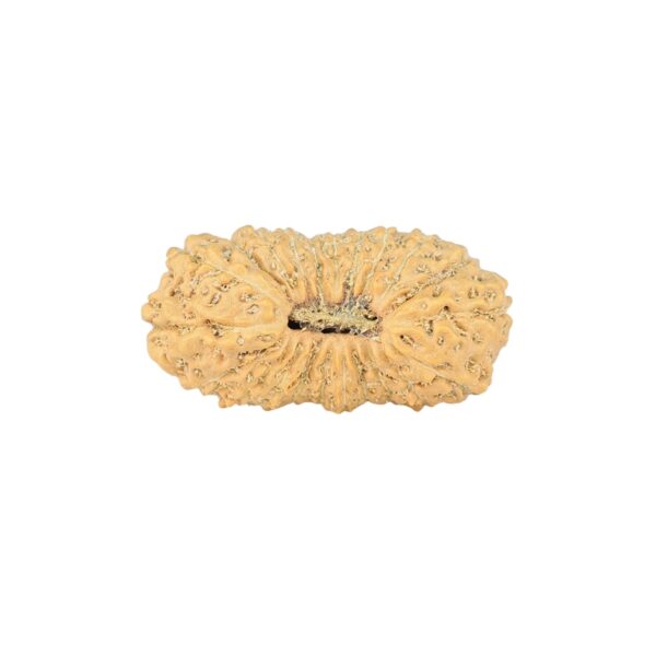 22 Mukhi Rudraksha 21.9mm 1.42gm - Rudraksha